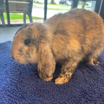 Mary Hoppins -  American Rabbit for Adoption in Allentown, Pennsylvania - Mary Hoppins | PetCurious