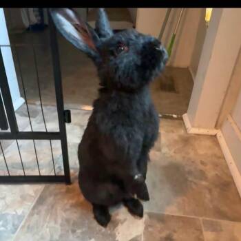 Seymore -  Havana Rabbit for Adoption in Charlotte, North Carolina - Seymore | PetCurious