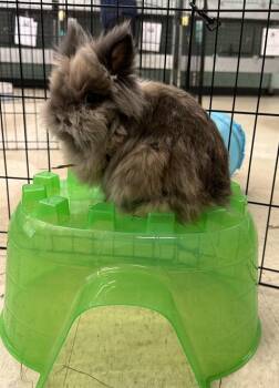 Lionhead Rabbits Available for Adoption - Cassidy | PetCurious