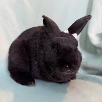Seneca -  Beveren Rabbit for Adoption in Columbia, Maryland - Seneca | PetCurious