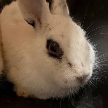 Raddish -  Hotot and English Spot Rabbit for Adoption in Yuma, Arizona - Raddish | PetCurious
