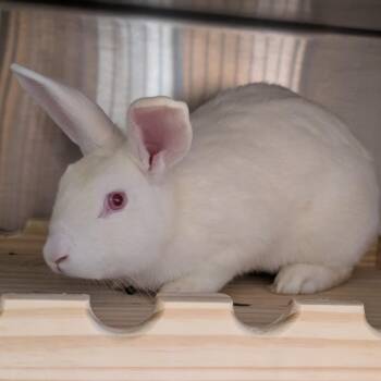 Peter -  American Rabbit for Adoption in Pittsburgh, Pennsylvania - Peter | PetCurious