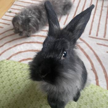Franklin -  Lionhead and Mini Rex Rabbit for Adoption in La Grange, Kentucky - Franklin | PetCurious