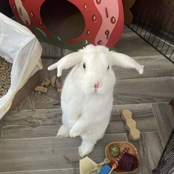Lop Eared Rabbits Available for Adoption - King Boo  | PetCurious