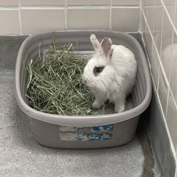 American Rabbits Available for Adoption - Roger | PetCurious