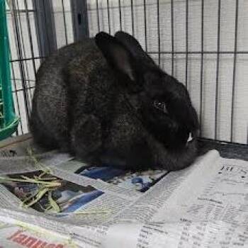 Bun Spice -  Silver Fox Rabbit for Adoption in Lyndhurst, Virginia - Bun Spice | PetCurious