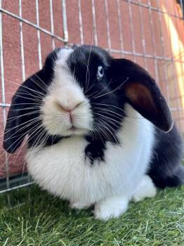 OREO -  Bunny Rabbit Rabbit for Adoption in San Francisco, California - OREO | PetCurious