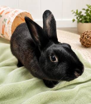 Pickle -  Bunny Rabbit Rabbit for Adoption in Columbia, Maryland - Pickle | PetCurious