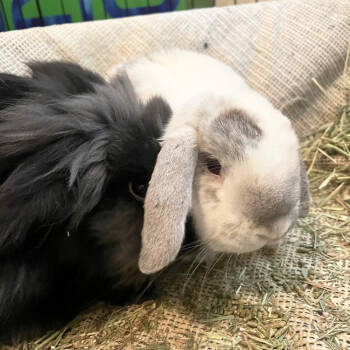 Rescue Lop Eared Rabbits for Adoption in Houston, Texas - Kody And Ricky Baker | PetCurious