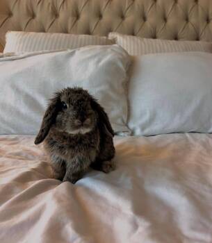 Holland Lop Rabbits Available for Adoption in Little Rock, Arkansas - Priscilla | PetCurious