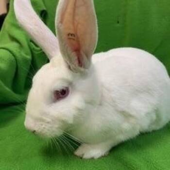 Florida White Rabbits Available for Adoption in Fort Worth, Texas - Eliza | PetCurious