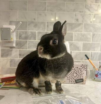 Rescue Silver Marten and Netherland Dwarf Rabbits for Adoption in Philadelphia, Pennsylvania - Felitsa Muffin | PetCurious