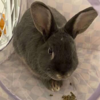 American Rabbits Available for Adoption in Bishopville, South Carolina - Valentino | PetCurious