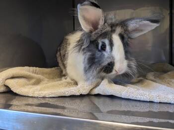 Rescue Bunny Rabbit Rabbits for Adoption in Santa Cruz, California - OREO | PetCurious