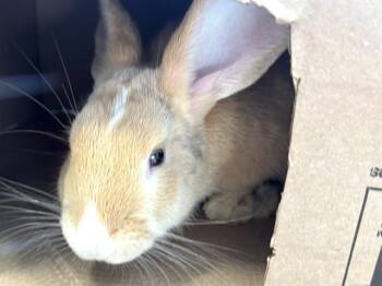 Flemish Giant and Holland Lop Rabbits Available for Adoption - PETER | PetCurious