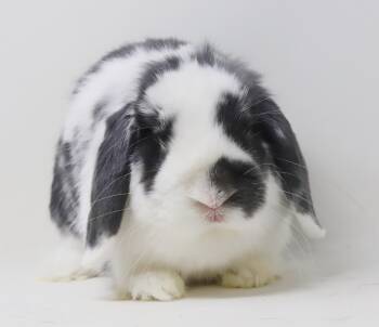 Spot is PURRFECT PRECIOUS - chonky lop lover -  Holland Lop and Lop Eared Rabbit for Adoption in Bedford Hills, New York - Spot Is PURRFECT PRECIOUS - Chonky Lop Lover | PetCurious