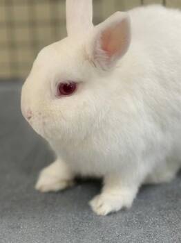 BENNY -  Bunny Rabbit Rabbit for Adoption in Fort Myers, Florida - BENNY | PetCurious