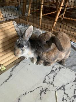 Holland Lop and Harlequin Rabbits Available for Adoption in Vancouver, British Columbia - Chloe & Benny (South Surrey) | PetCurious