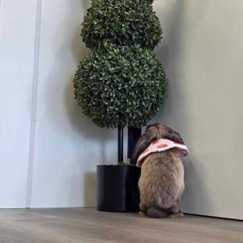 SamWise -  Holland Lop Rabbit for Adoption in The Woodlands, Texas - SamWise | PetCurious