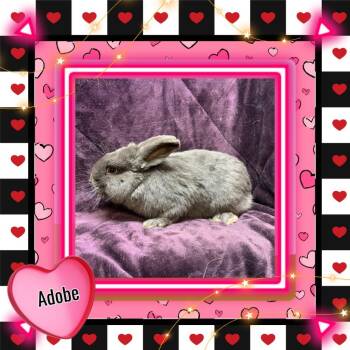 Bunny Rabbit Rabbits Available for Adoption - Adobe | PetCurious