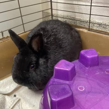 Netherland Dwarf Rabbits Available for Adoption - Mudslide | PetCurious