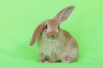 Samara -  Bunny Rabbit Rabbit for Adoption in Santa Cruz, California - Samara | PetCurious