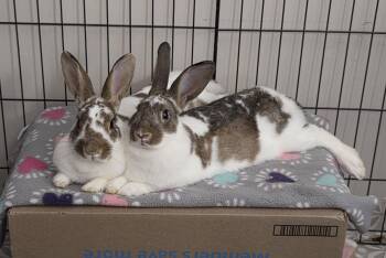 English Spot and New Zealand Rabbits Available for Adoption in Lakeville, Minnesota - Pumpkin Bread | PetCurious