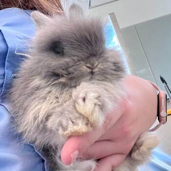 Bunny Rabbit Rabbits Available for Adoption in Lindon, Utah - Willow | PetCurious