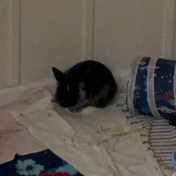 Lionhead and Mini Rex Rabbits Available for Adoption in Chicago, Illinois - Dave | PetCurious