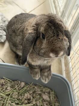 Clifford -  Bunny Rabbit Rabbit for Adoption - Clifford | PetCurious