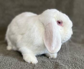 Sky -  Holland Lop Rabbit for Adoption in Salinas, California - Sky | PetCurious