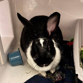 Kuro -  Dutch Rabbit for Adoption in Dayton, Ohio - Kuro | PetCurious