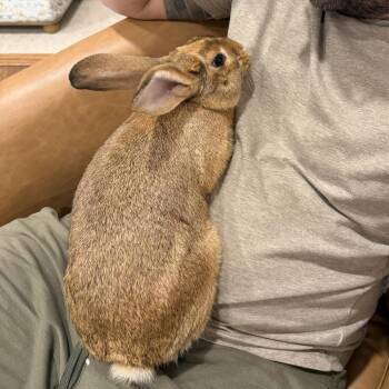 Bunny Rabbit Rabbits Available for Adoption in Richmond, California - Vulpix | PetCurious