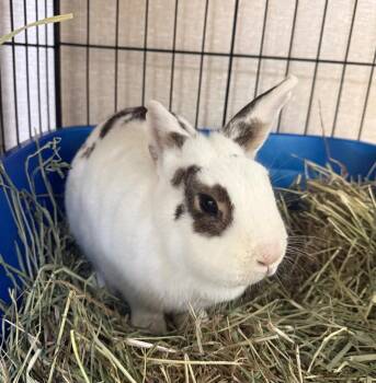 Hotot Rabbits Available for Adoption - Lily Rabbit | PetCurious