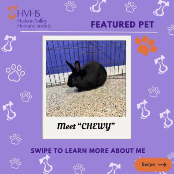 Bunny Rabbit Rabbits Available for Adoption in Pomona, New York - CHEWY | PetCurious