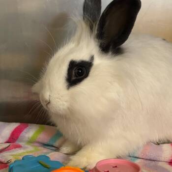 Lionhead Rabbits Available for Adoption in Richmond, California - Dr. Dennis Whitaker | PetCurious