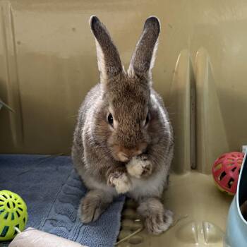 Rescue American Rabbits for Adoption in Reisterstown, Maryland - Tangerine | PetCurious