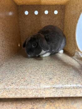 Rex and Mini Lop Rabbits Available for Adoption in Tallahassee, Florida - MORTY | PetCurious