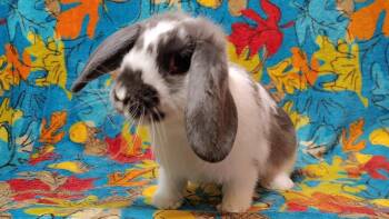 Penny Rose -  Lop Eared and Bunny Rabbit Rabbit for Adoption in Dallas, Pennsylvania - Penny Rose | PetCurious