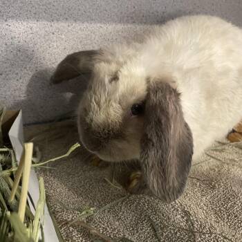 Oregano -  Bunny Rabbit Rabbit for Adoption in Allentown, Pennsylvania - Oregano | PetCurious