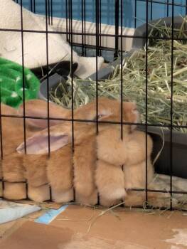 Palomino Rabbits Available for Adoption in Wekiwa Springs, Florida - Henrietta | PetCurious
