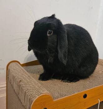 Mini Lop Rabbits Available for Adoption - Elvis  | PetCurious