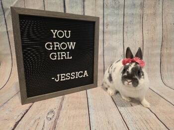 Dwarf Rabbits Available for Adoption in Columbus, Ohio - Jessica | PetCurious