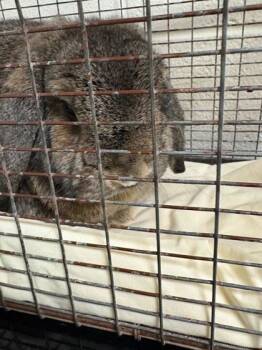 Rescue Bunny Rabbit Rabbits for Adoption in Knoxville, Tennessee - Meadow | PetCurious