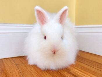 Asti & Rosé -  Jersey Wooly Rabbit for Adoption in Andover, Connecticut - Asti & Rosé | PetCurious
