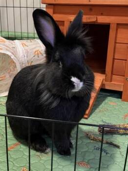 Smudge -  Jersey Wooly Rabbit for Adoption in Austin, Texas - Smudge | PetCurious
