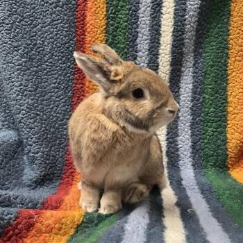 Strawberry -  American and New Zealand Rabbit for Adoption in Oak Park, Illinois - Strawberry | PetCurious