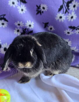 Rescue Mini Lop Rabbits for Adoption in Philadelphia, Pennsylvania - Nova | PetCurious