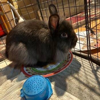 Lionhead Rabbits Available for Adoption - Murdock | PetCurious
