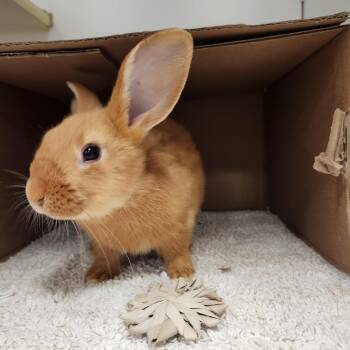 Rescue American Rabbits for Adoption in Hampton Bays, New York - Jolly Rancher | PetCurious